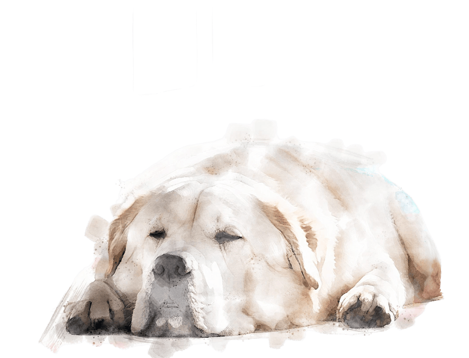 dicker-Hund