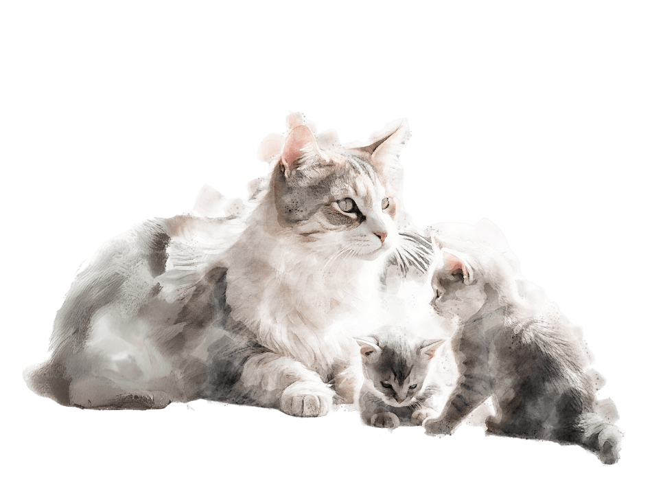katzenmamis